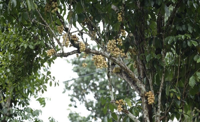 Panduan Lengkap Cara Budidaya Langsat  Agar Cepat Berbuah 