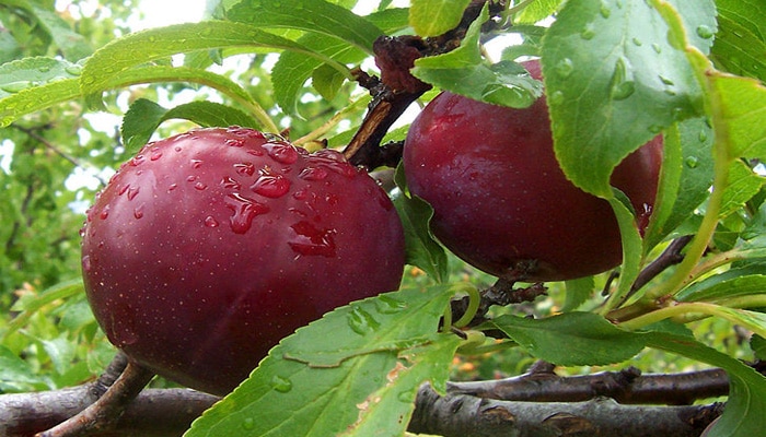 Cara Menanam Buah  Plum  Dalam  Pot  Tabulampot Di Indonesia 