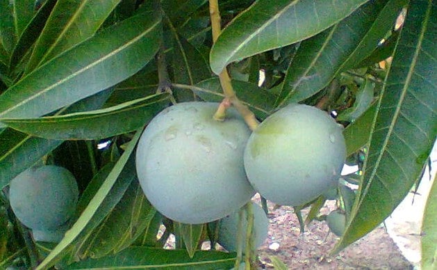 101+ Gambar Mangga Apel Terlihat Keren 101+ Gambar Mangga Apel Terlihat Keren