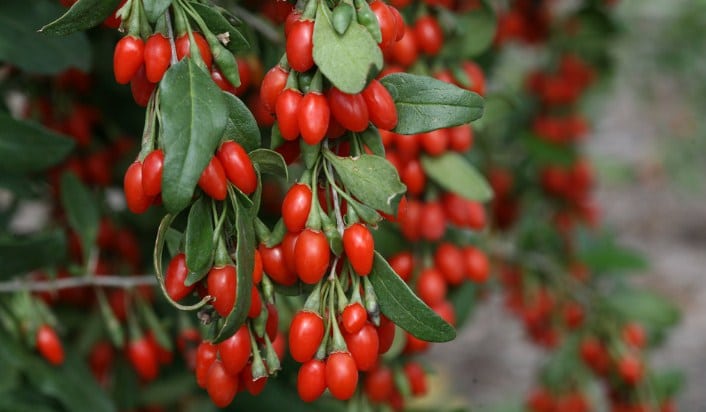 Cara Menanam Dan Merawat Goji Berry Agar Cepat Berbuah Bagi Pemula