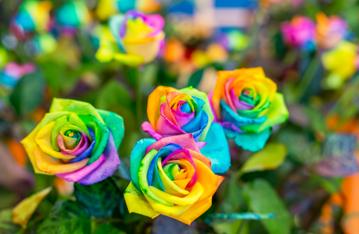 Cara Menanam dan Merawat Bunga Mawar Rainbow atau Mawar ...