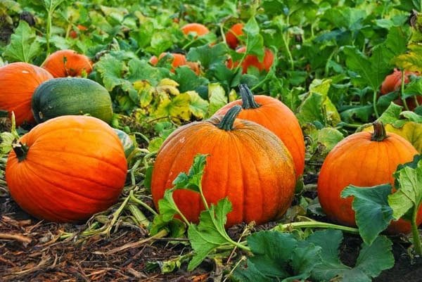 6 Panduan Lengkap Cara Menanam Waluh Agar Cepat Berbuah Lebat Dan Panen Faunadanflora Com