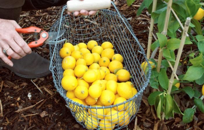 Panduan Lengkap Cara Budidaya Lemon Agar Cepat Berbuah Panduan Lengkap Cara Budidaya Lemon Agar Cepat Berbuah
