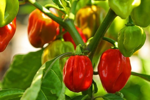 Cabe gendol merupakan cabe yang memiliki bentuk kecil dan gendut