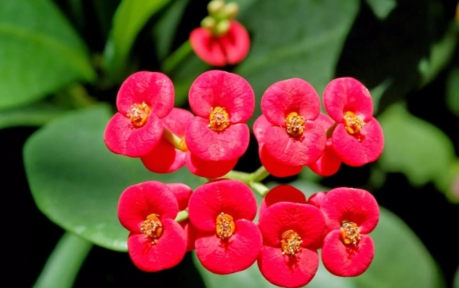 Cara Menanam dan Merawat Bunga  Euphorbia Agar  Rajin  