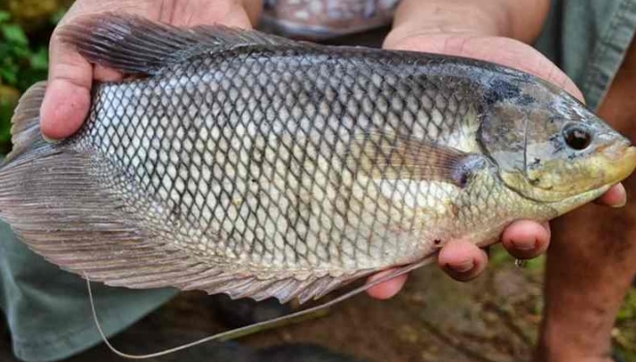 Panduan Lengkap Cara Budidaya Gurame Soang Di Kolam Terpal 