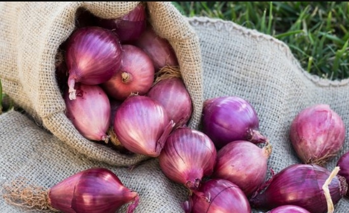 Cara Membuat Bibit Bawang Merah Dengan Cepat dan Mudah Bagi Pemula