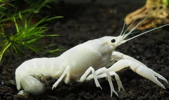 Panduan Lengkap Cara Budidaya Lobster Hias di Akuarium ...