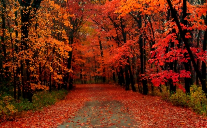 Cara Menanam Pohon Maple di Indonesia Dengan Metode Cara Menanam Pohon Maple di Indonesia Dengan Metode