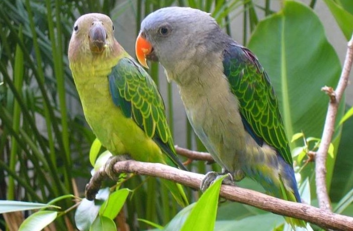 Panduan Lengkap Cara Ternak Burung Nuri Tanau Bagi Pemula Agar
