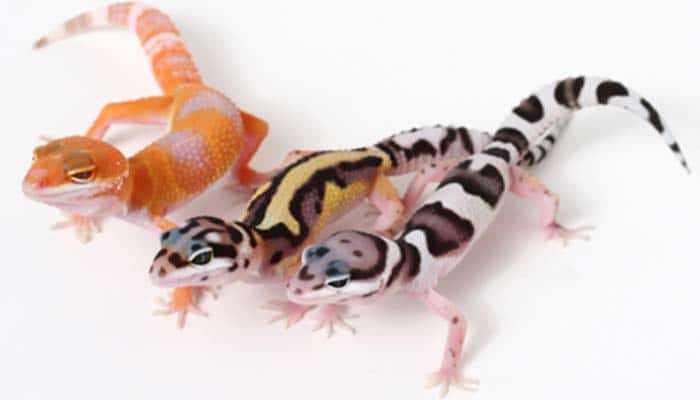 Panduan Lengkap Cara Ternak Gecko Yang Baik Dan Benar Bagi Pemula
