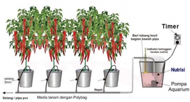 Menggunakan sistem irigasi tetes untuk mengalirkan nutrisi ke akar tanaman melalui selang irigasi, m
