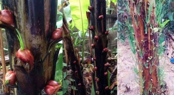 Panduan Lengkap Cara Menanam Bawang Merah Di Pohon Pisang ...