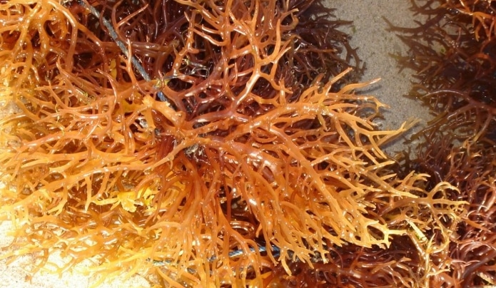 Hasil gambar untuk rumput laut jenis Eucheuma cottonii