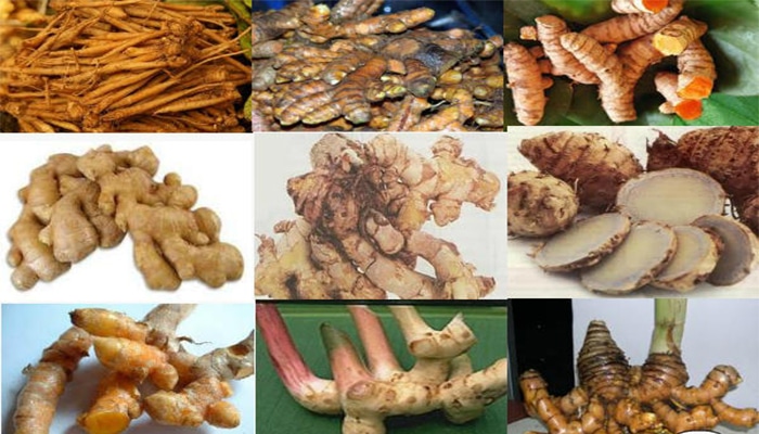 cara menanam empon empon yang benar