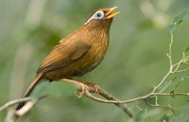 Jenis-jenis Burung Wambi