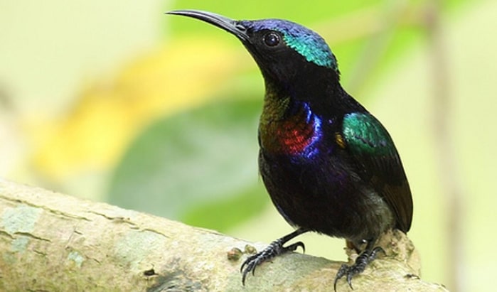 Panduan Lengkap Cara Ternak Burung Kolibri Wulung Bagi Pemula Agar