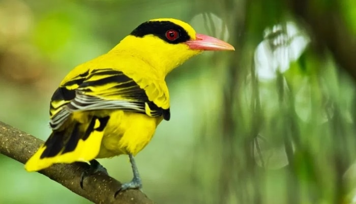 Panduan Lengkap Cara Budidaya Burung Kepondang Bagi Pemula Agar