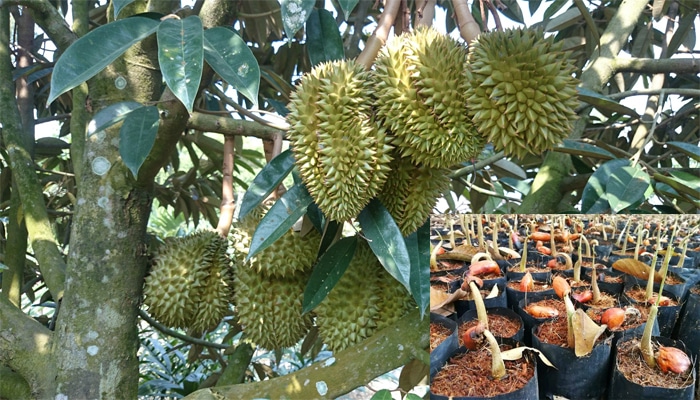 Cara tanam durian dari biji