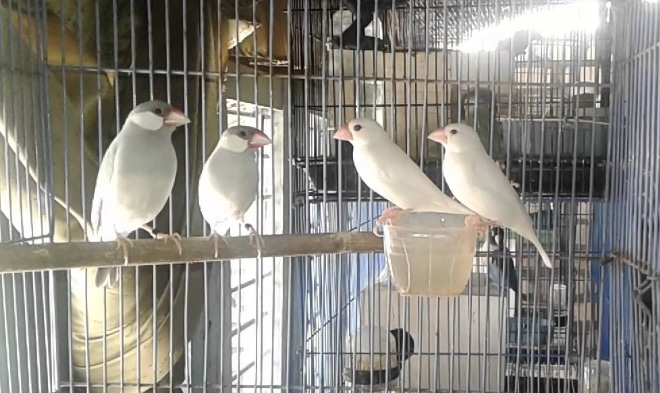 Panduan Lengkap Cara Budidaya Ternak Burung Gelatik Belong Bagi