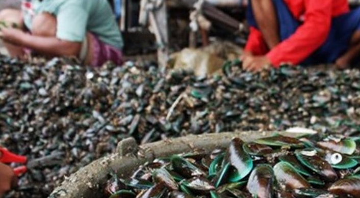 Panduan Lengkap Cara Budidaya Kerang Kupang  Mytilus 