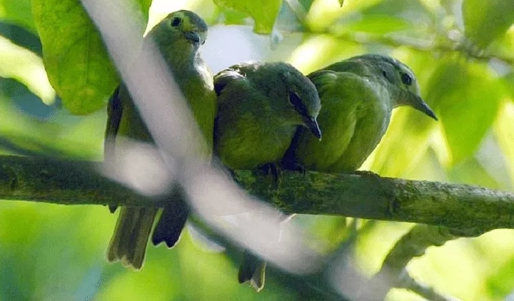 21++ Harga burung opior paruh tebal 2019 terbaru