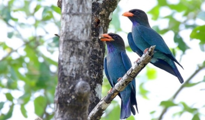 Panduan Lengkap Cara Ternak Burung Tengkek Buto Bagi Pemula Agar