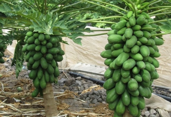 Panduan Lengkap Cara Menanam Pepaya Dari Biji Agar Cepat Berbuah Bagi Pemula 