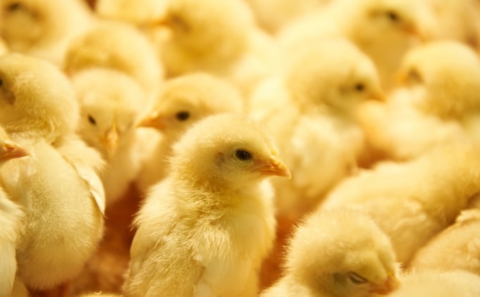 Tips Dan Cara Merawat Doc Ayam Petelur Bagi Pemula Agar