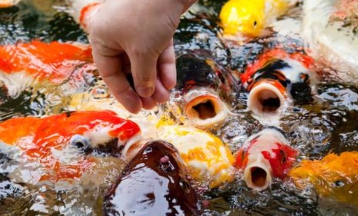 Panduan Lengkap Cara Merawat Ikan Koi Agar Cepat Besar Bagi Pemula