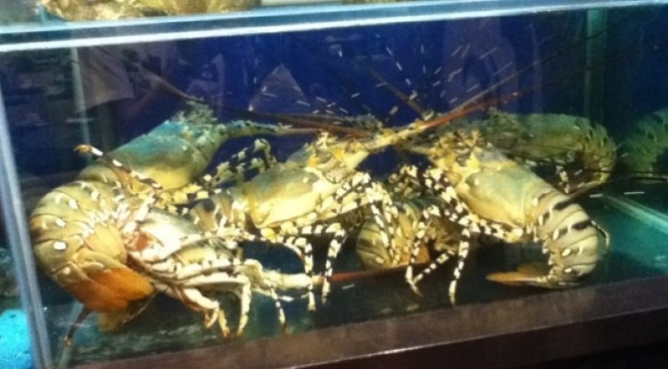 Panduan Lengkap Cara Budidaya Udang Air Tawar Di Aquarium Bagi