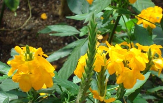 Panduan Lengkap Cara Menanam Bunga  Crossandra Bagi Pemula 