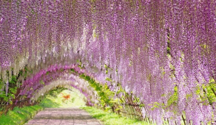 Panduan Lengkap Cara Menanam dan Merawat Bunga  Wisteria  di  