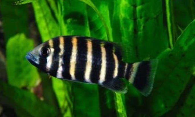 103 Ikan Zebra Air Laut Gratis Terbaik