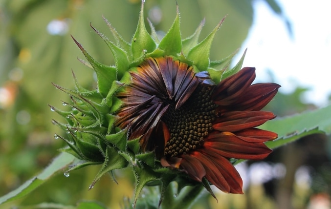 Panduan Lengkap Cara Menanam Bunga Matahari Velvet  Queen 