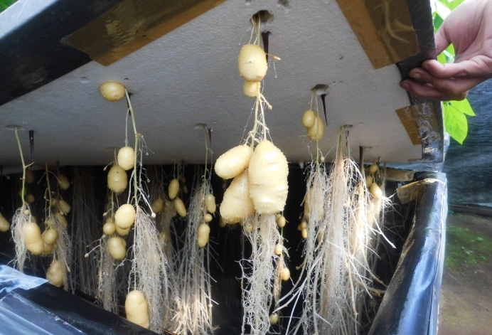Cara menanam kentang