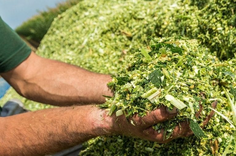 Jenis Pakan Ternak Sumber Energi dan Protein untuk Hewan Murah dan Terbaik