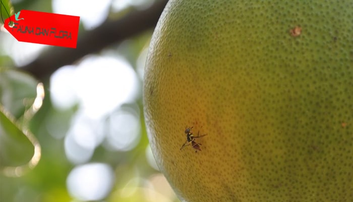 Cara Membasmi Hama Lalat Buah Pada Tanaman Paling Ampuh Faunadanflora Com Cara Membasmi Hama Lalat Buah Pada Tanaman Paling Ampuh Faunadanflora Com