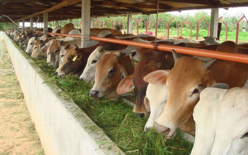Rahasia Sukses Penggemukan Sapi Potong Dalam 100 Hari Secara