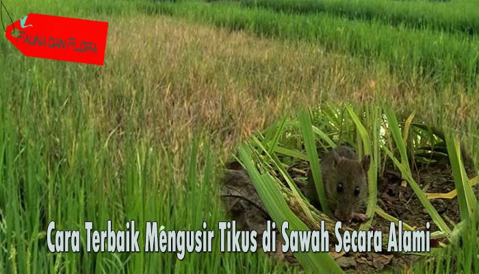 Cara Terbaik Mengusir Tikus di Sawah Secara Alami Paling  