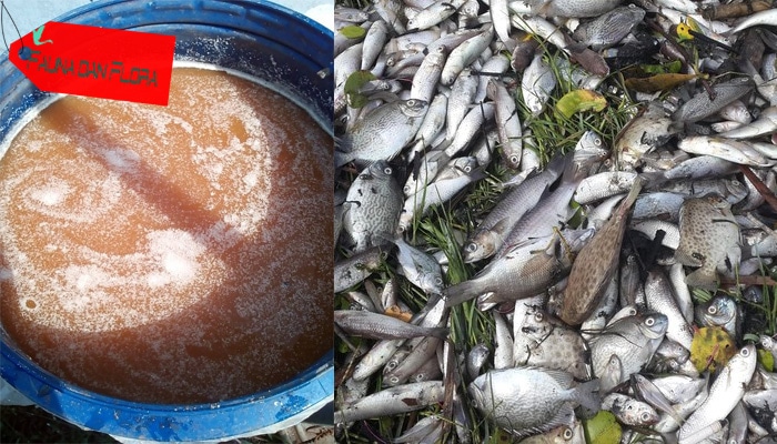 Cara Membuat Pupuk Organik Cair POC dari Limbah Ikan Cara Membuat Pupuk Organik Cair POC dari Limbah Ikan