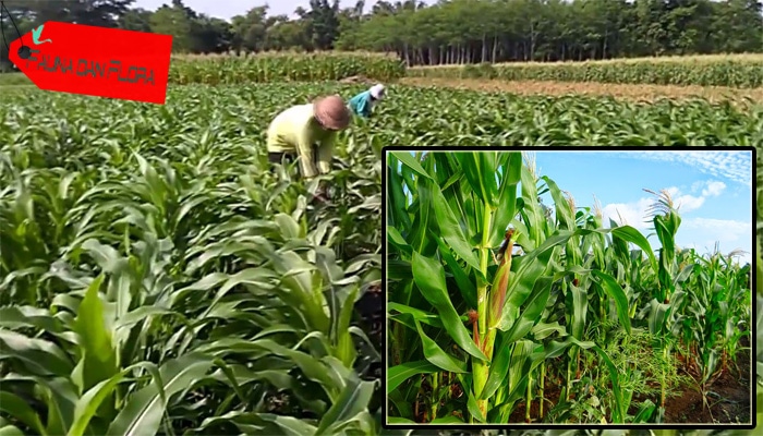 Dosis dan Cara  Pemupukan Tanaman Jagung  dengan Pupuk Cair 