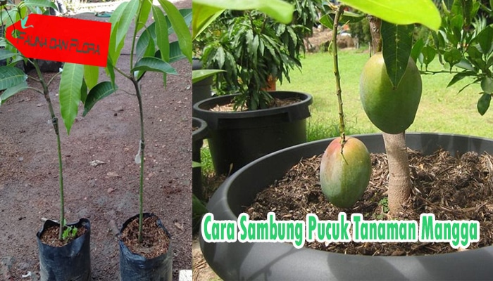 Cara Sambung Pucuk Mangga yang Benar Agar Kualitas Baik