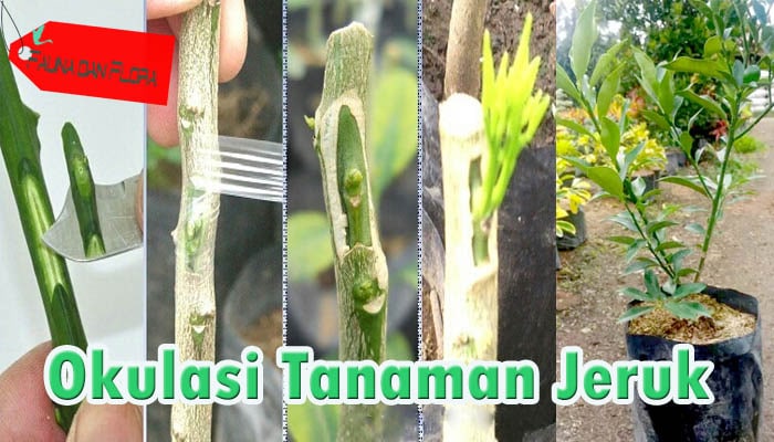 Okulasi Tanaman  Jeruk