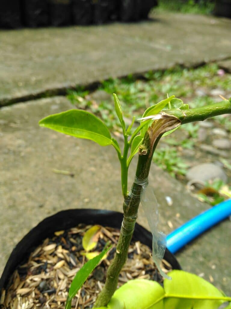 Cara Okulasi Tanaman Jeruk Yang Baik dan Benar Agar Cepat