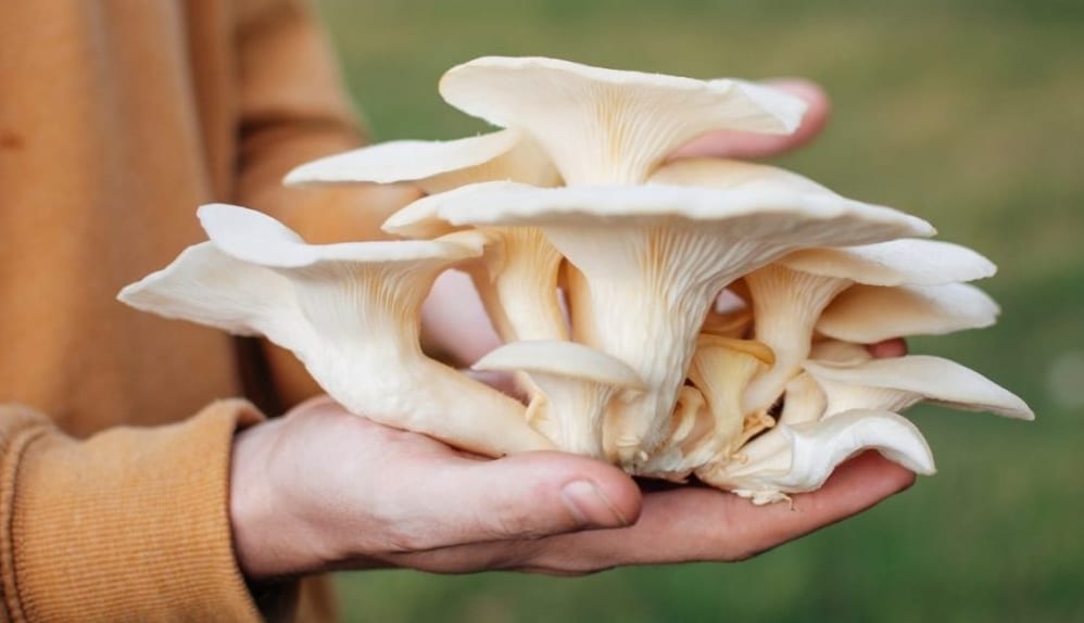 Cara Budidaya Jamur Tiram di Rumah dengan Mudah